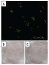 Fig. 2: