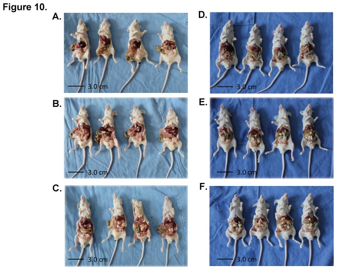 Figure 10