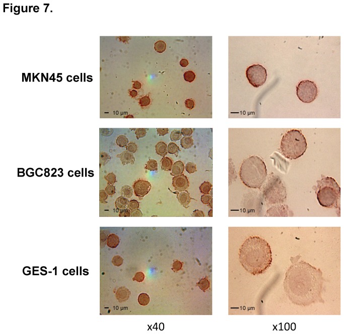 Figure 7