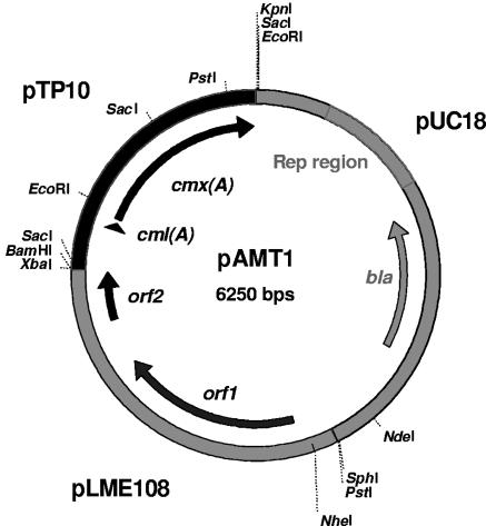 FIG. 1.