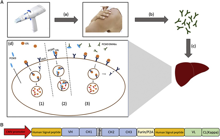 Figure 1