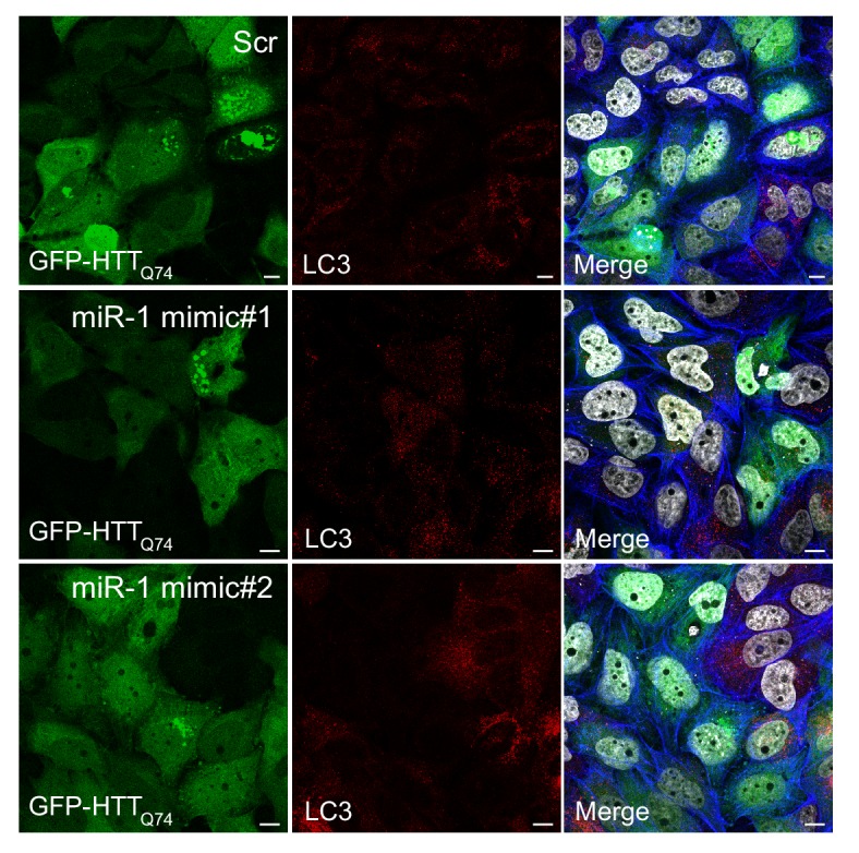 Figure 5—figure supplement 1.