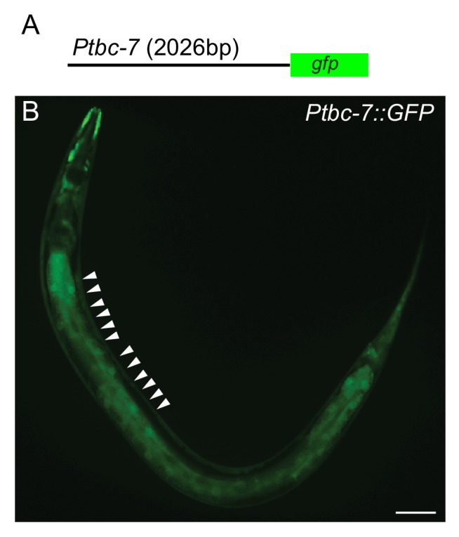 Figure 2—figure supplement 2.