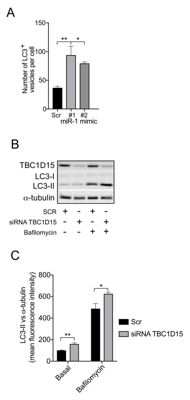 Figure 4—figure supplement 1.