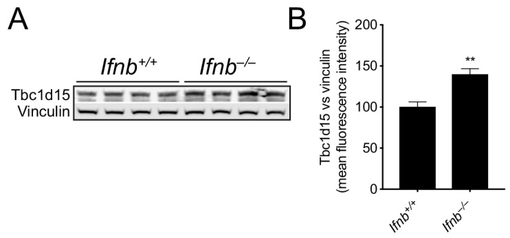 Figure 6—figure supplement 1.