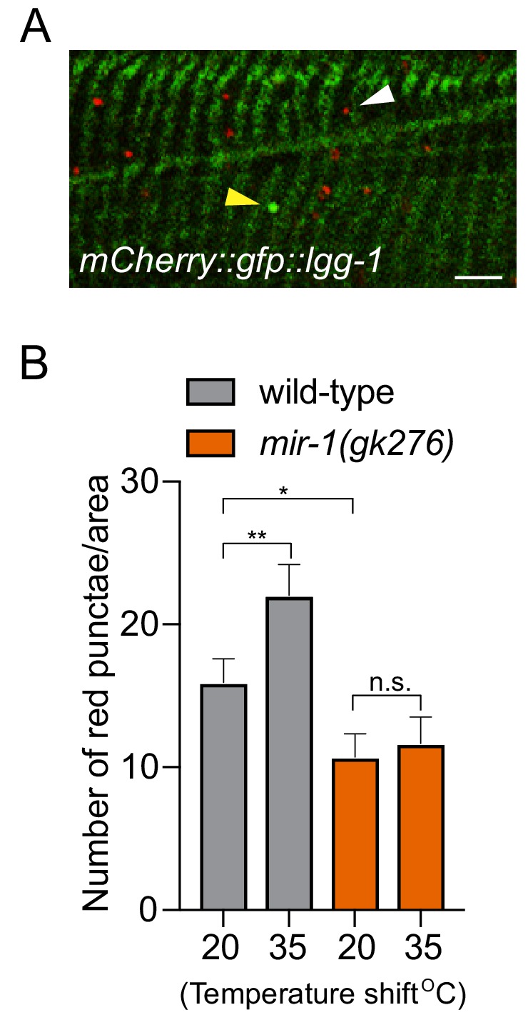 Figure 3—figure supplement 1.