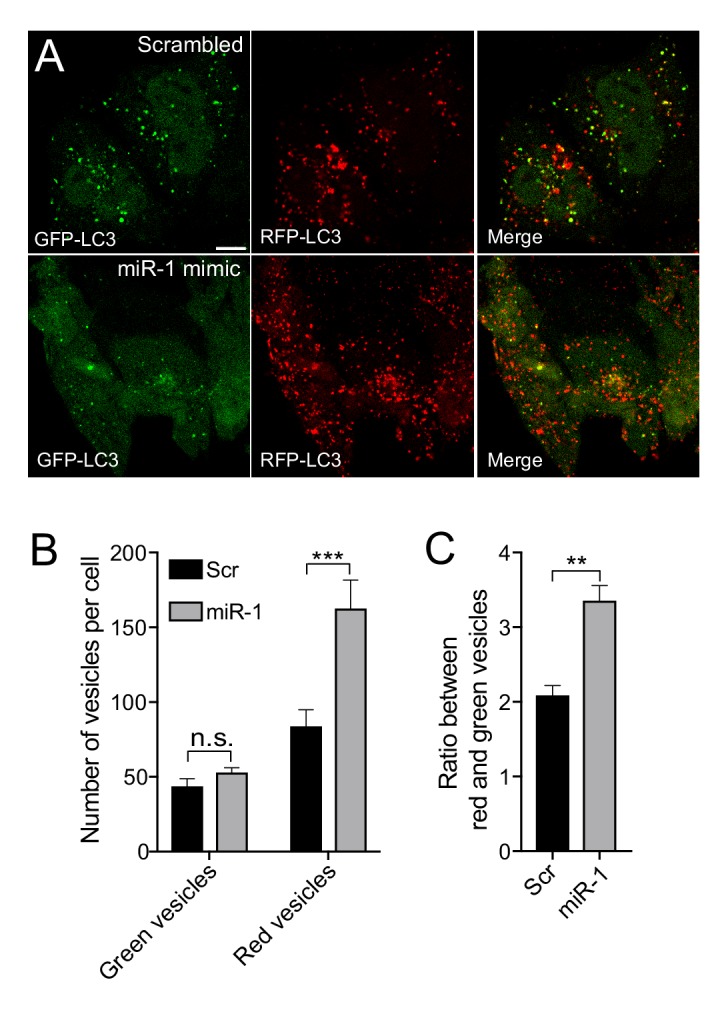 Figure 4—figure supplement 2.