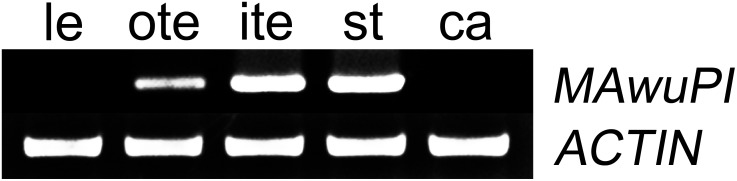 FIGURE 3