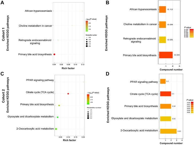 Figure 4. The KEGG pathways in which the significantly different metabolites take part between Cohorts 1 and 2. In Cohort 1, the top 3 enriched KEGG pathways were primary bile acid biosynthesis, African trypanosomiasis, and choline metabolism in cancer (A and B). In Cohort 2, the top 3 enriched KEGG pathways were the citrate cycle (TCA cycle), PPAR signaling pathway, and primary bile acid biosynthesis (C and D). KEGG, Kyoto Encyclopedia of Genes and Genomes.