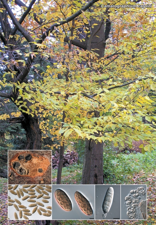 graphic file with name per-27-130-g010.jpg