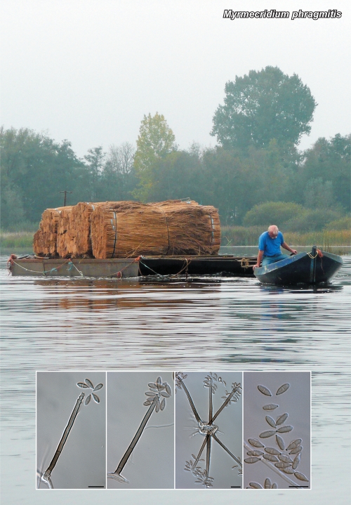 graphic file with name per-27-130-g006.jpg