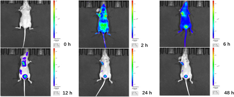 Fig. 9