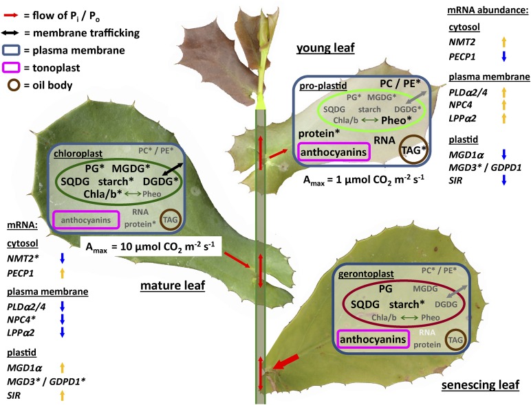 Figure 7.