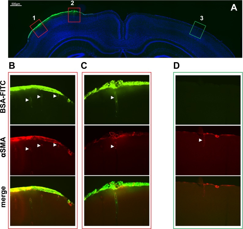 Figure 1—figure supplement 1.