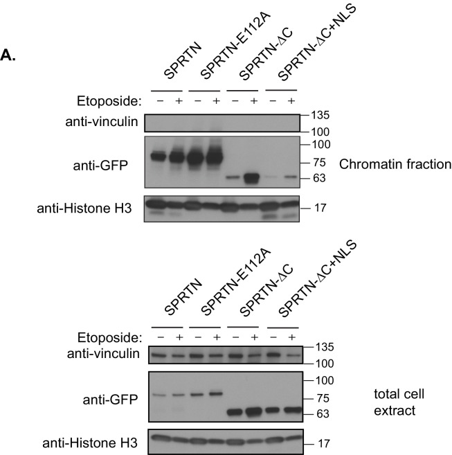 Figure 4—figure supplement 1.