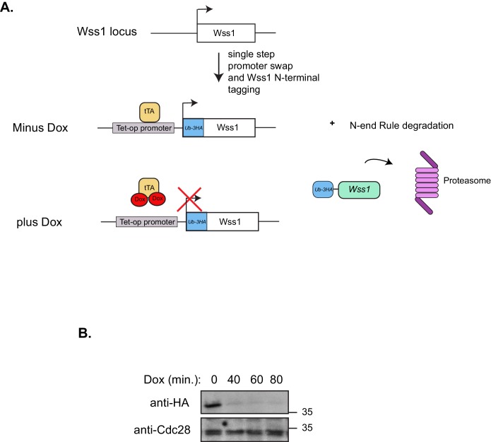 Figure 1—figure supplement 1.