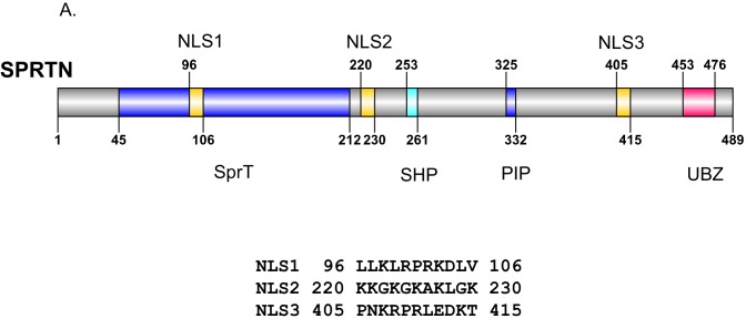 Figure 5—figure supplement 1.