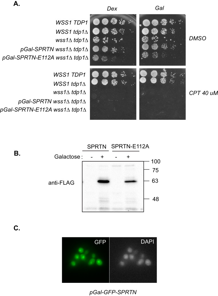 Figure 1—figure supplement 2.