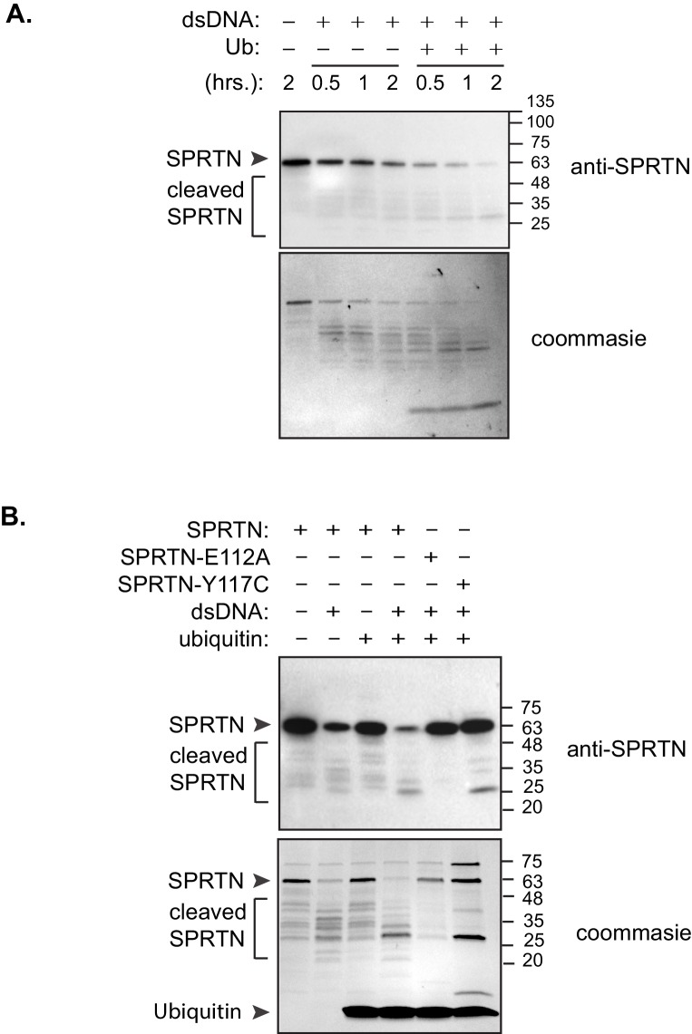 Figure 4—figure supplement 2.