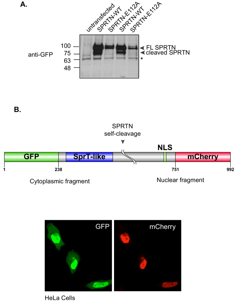 Figure 3—figure supplement 1.