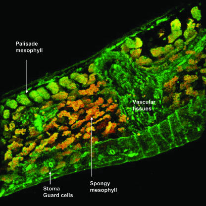 Figure 2.