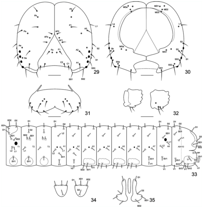 Figures 29–35. 