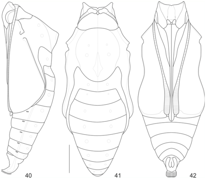 Figures 40–42. 