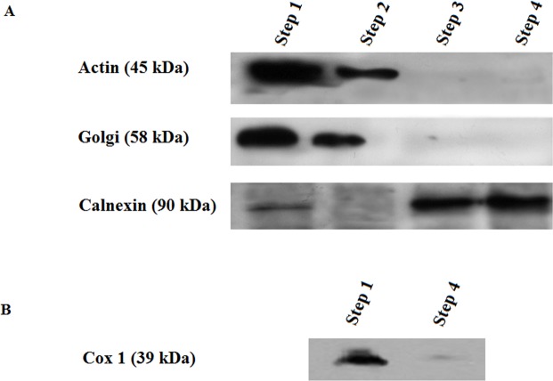 Fig 5