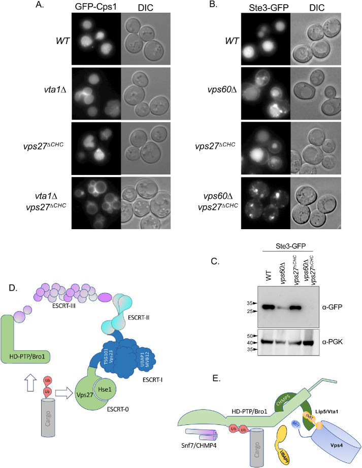 FIGURE 9: