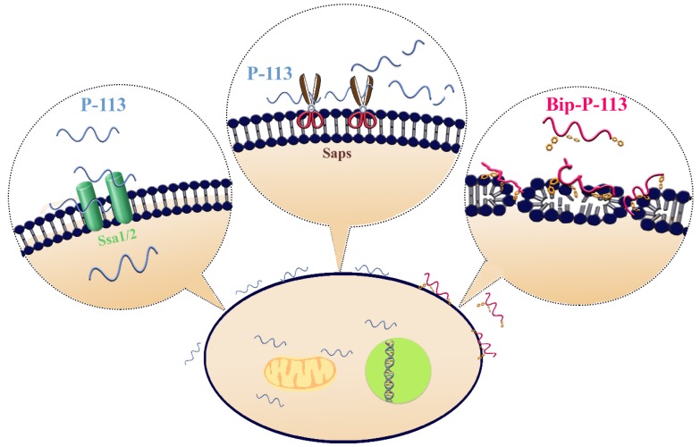 Figure 11