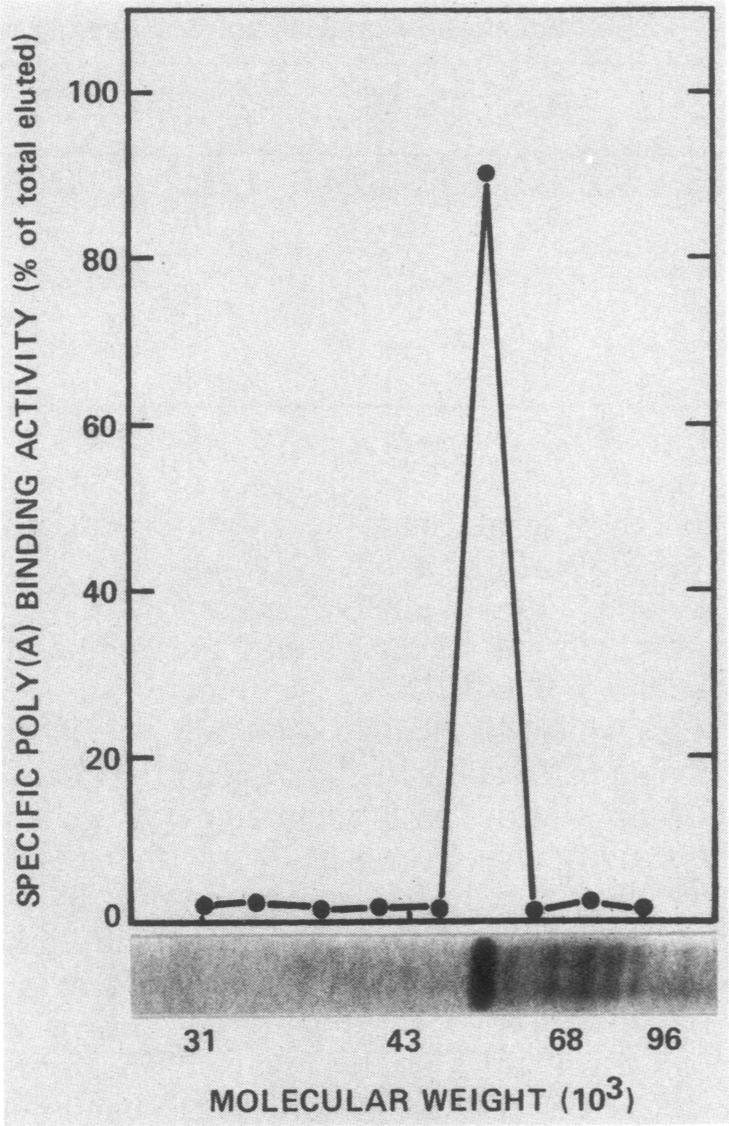 graphic file with name molcellb00104-0196-a.jpg