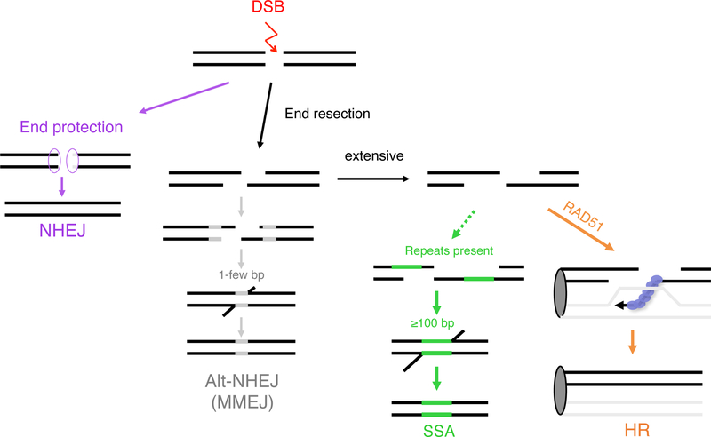 Figure 1 :