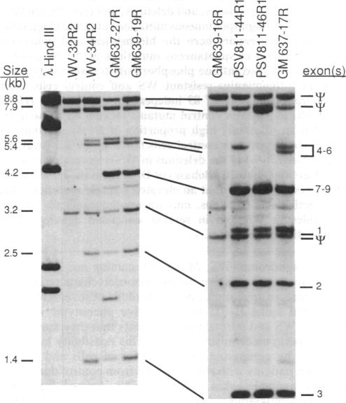 graphic file with name pnas00282-0232-a.jpg