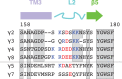 Figure 1—figure supplement 3.