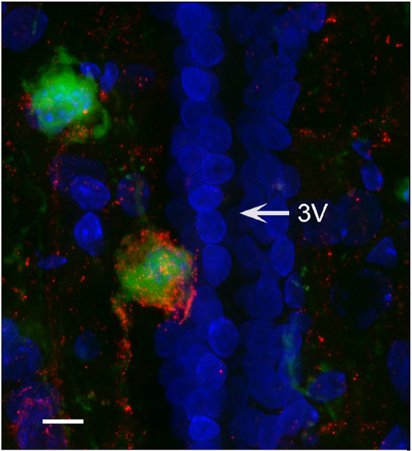 Figure 7: