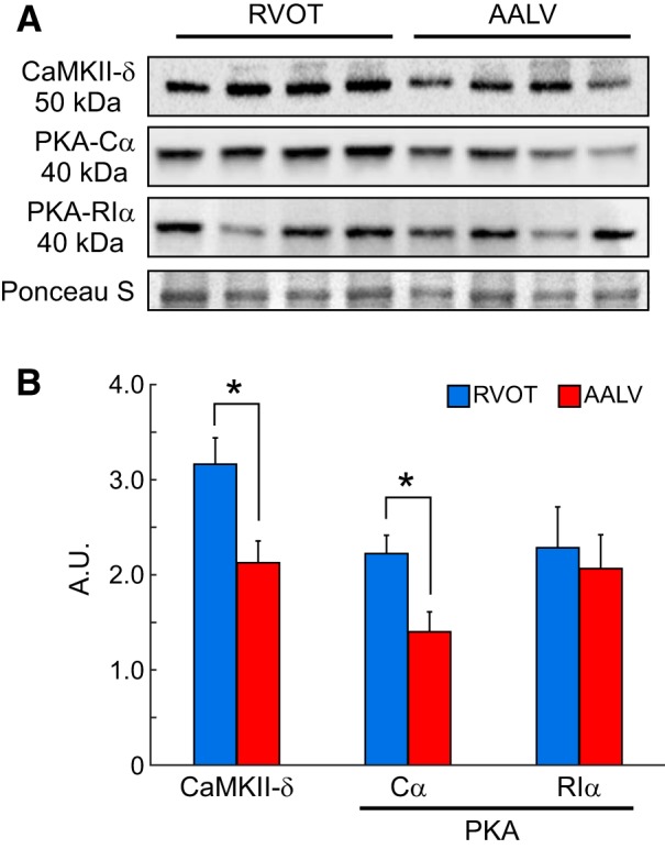 Fig. 10.