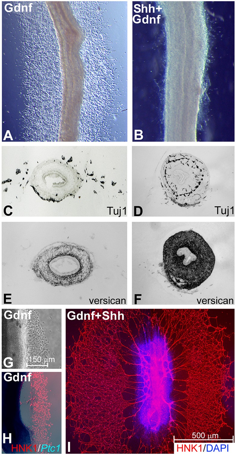 Fig. 9.