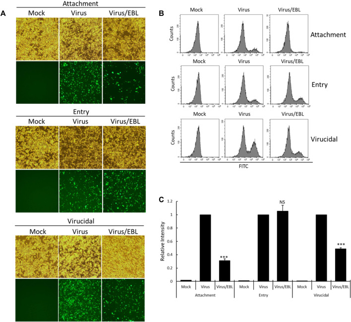 FIGURE 4