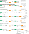 Scheme 4