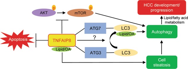 Fig. 8