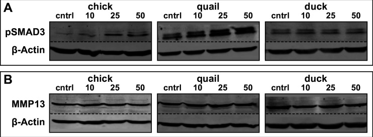 Figure 4—figure supplement 1.