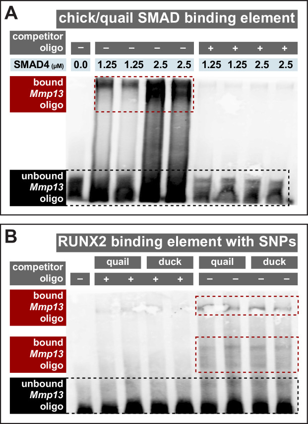 Figure 7—figure supplement 1.