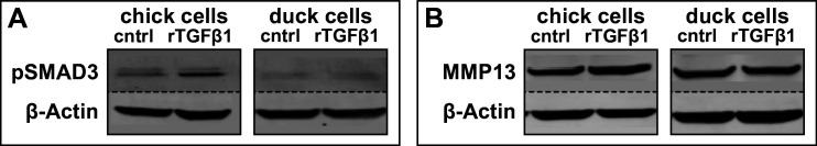 Figure 3—figure supplement 1.