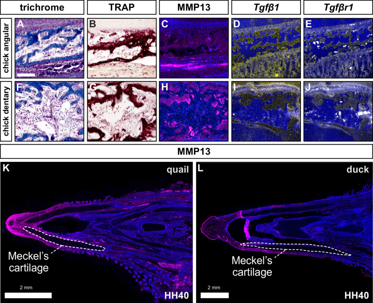 Figure 1—figure supplement 1.