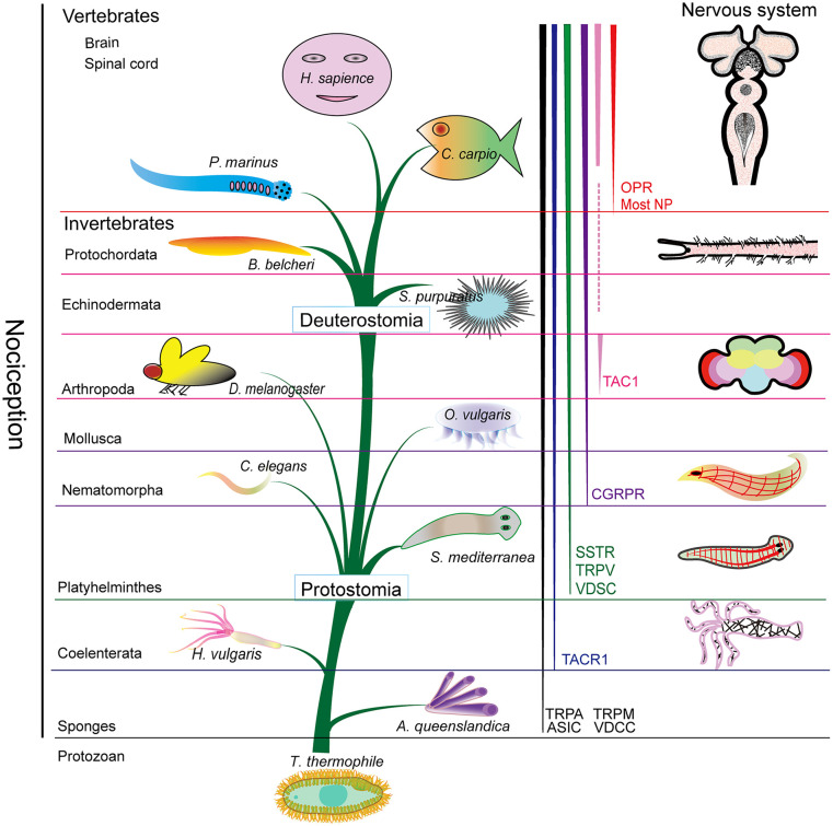 Figure 11.