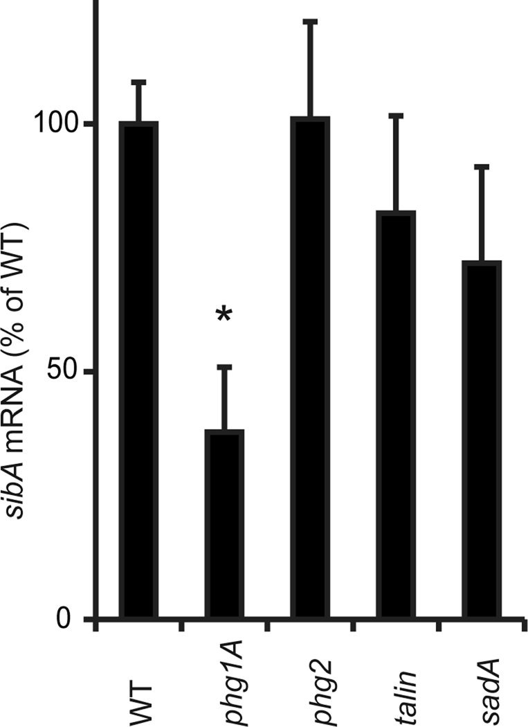 FIGURE 4: