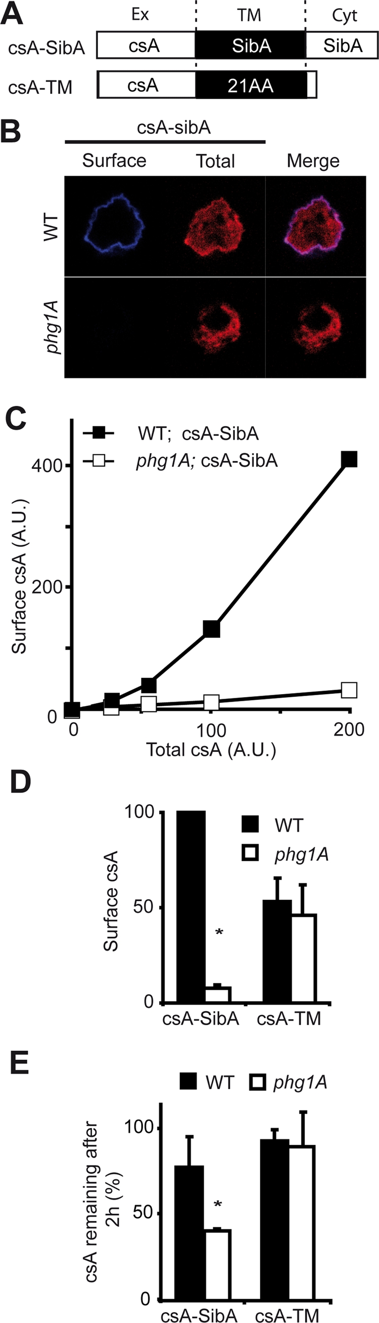 FIGURE 6: