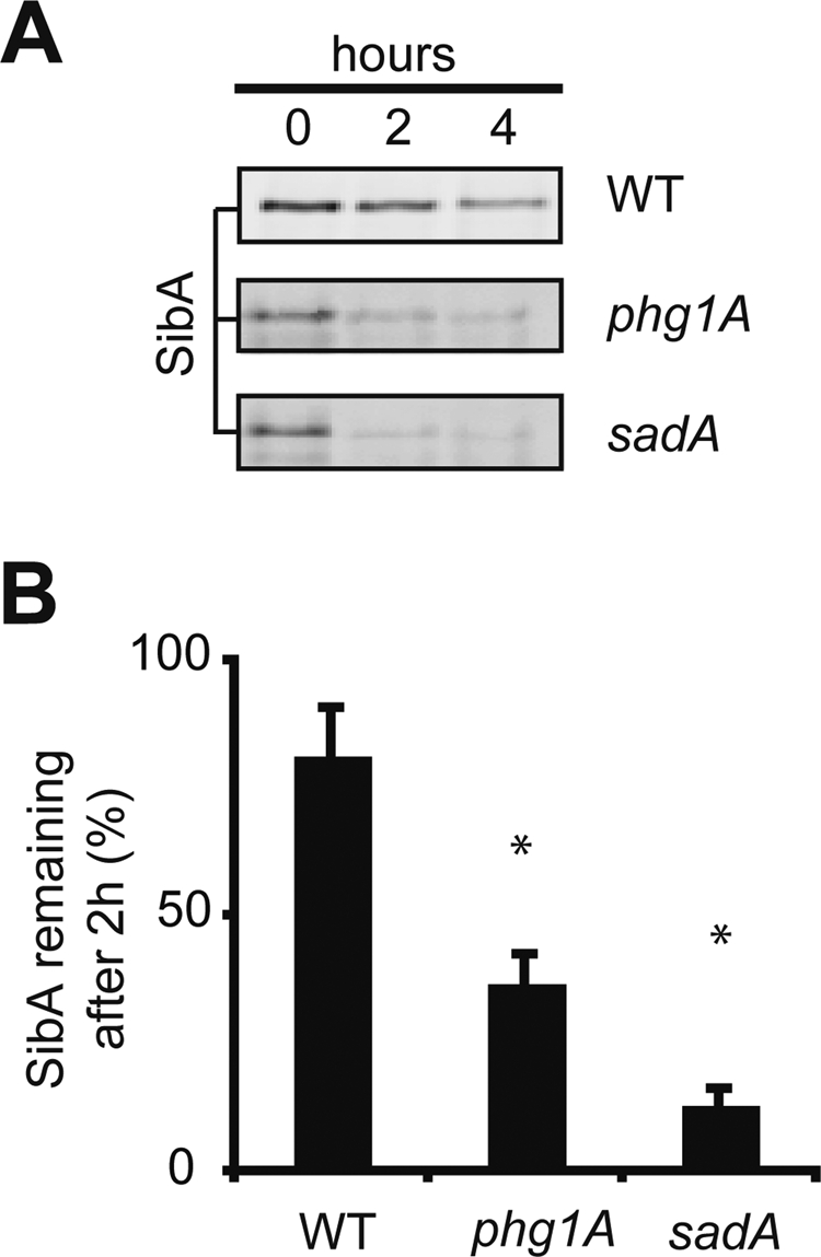 FIGURE 5: