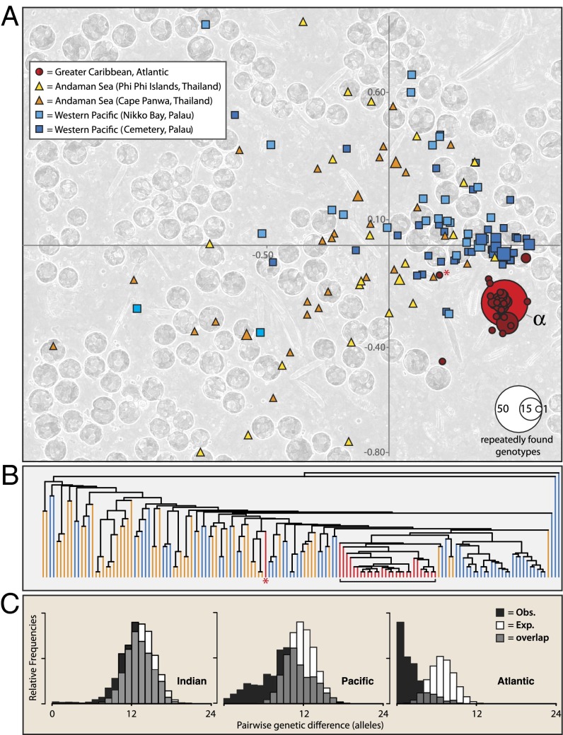 Microbial Invasion Of The Caribbean By An Indo-pacific Coral 