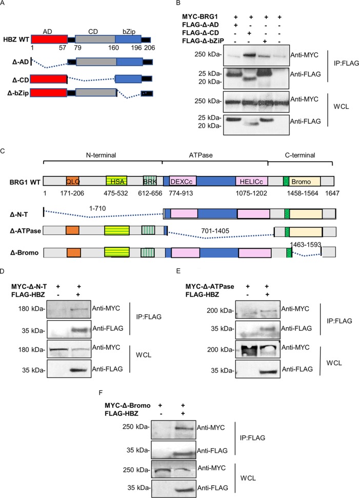 FIG 3